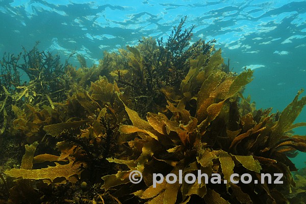 Stock Photo: Sea weeds (kelp) reaching to surface