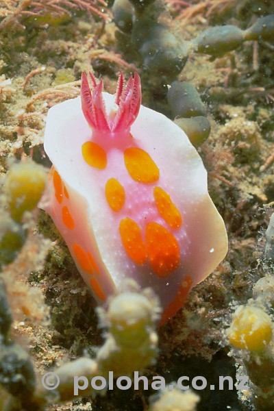 Stock Photo: Tiny clown doris (nudibranch) Ceratosoma amoena