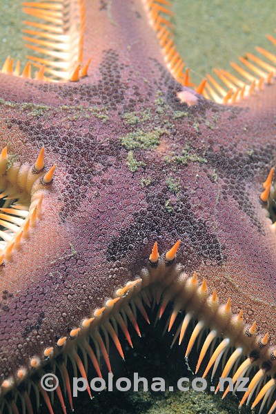 Stock Photo: Comb sea star Astropecten polyacanthus close-up