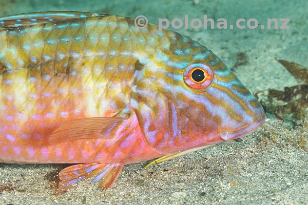 Stock Photo: Colourful Goat Fish Upeneichthys porosus