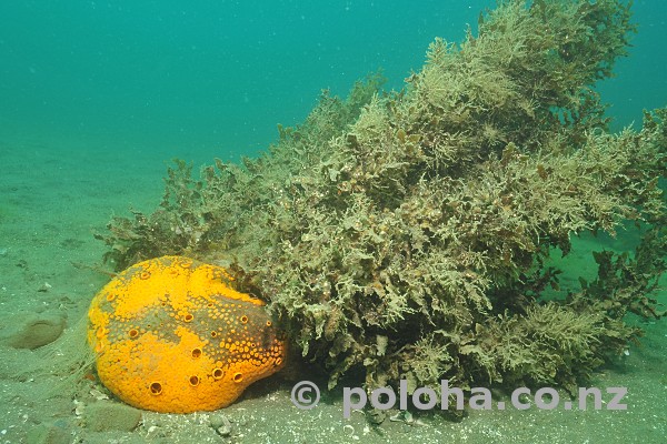 Stock Photo: Yellow boring sponge Cliona celata Stock Photo: Yellow boring sponge Cliona celata