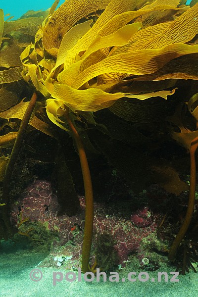 Stock Photo: Stalked brown kelp on the reef edge