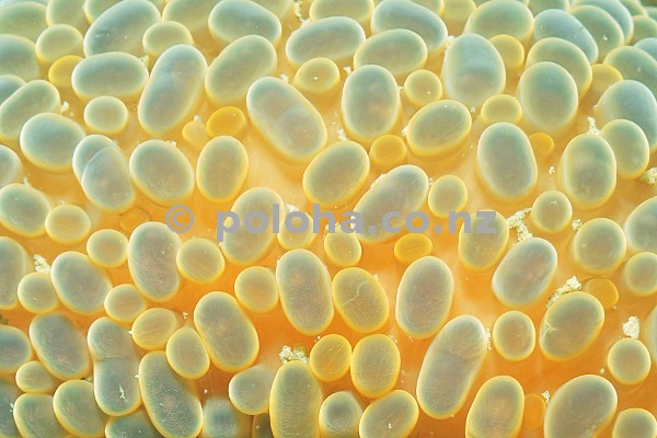 Stock Photo: Wandering anemone Phlyctenactis tuberculosa close-up