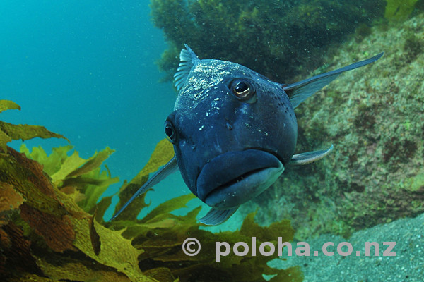 Stock Photo: Blue cod Parapercis colias face