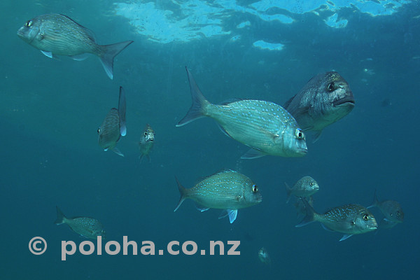 Stock Photo: Snapper soup around Goat Island