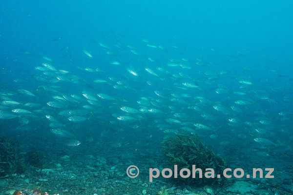 Stock Photo: School of fish in the current