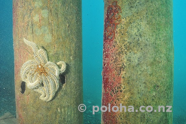 Stock Photo: Eleven-armed sea star on wharf pillar