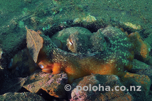 Stock Photo: Octopus living in old car tyre