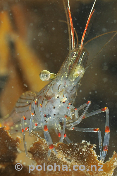 Stock Photo: Common shrimp on watch Stock Photo: Common shrimp on watch