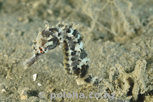 Stock Photo: Sea horse well camouflaged on bottom of mixed sand and mud Stock Photo: Sea horse well camouflaged on bottom of mixed sand and mud