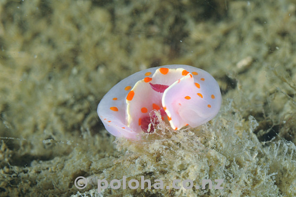 Stock Photo: Clown nudibranch Ceratosoma amoena Stock Photo: Clown nudibranch Ceratosoma amoena