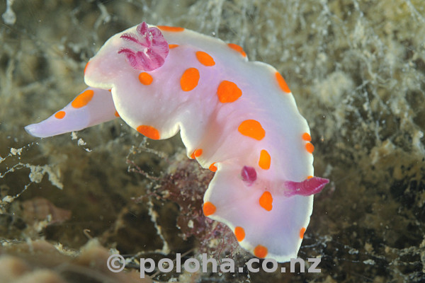 Stock Photo: Clown nudibranch Ceratosoma amoena Stock Photo: Clown nudibranch Ceratosoma amoena