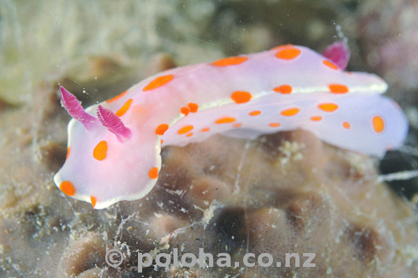 Stock Photo: Clown nudibranch Ceratosoma amoena on brown meatball sponge Stock Photo: Clown nudibranch Ceratosoma amoena on brown meatball sponge