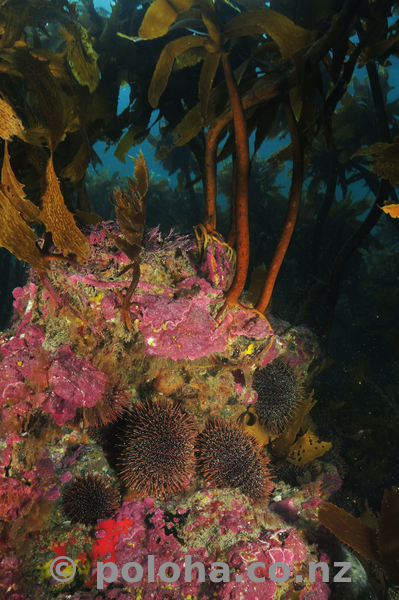 urchins_under_kelp.jpg_600