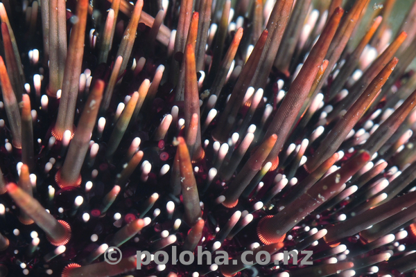 common_sea_urchin_close_crop.jpg_600