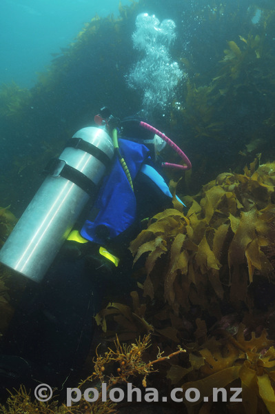 Diver at kelp wall