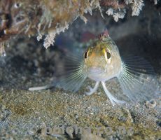 Triplefin on guard