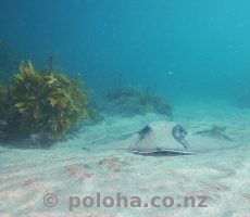 Stingray on sandy bottom