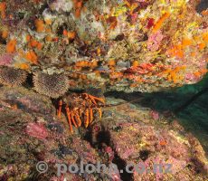 Spiny lobster in crack