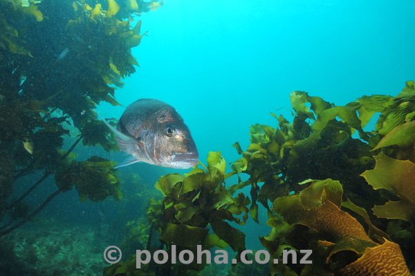Large snapper in kelp forest