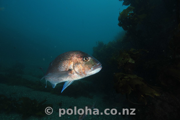 Snapper in dark valley