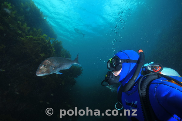 Diver and fish