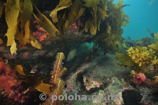 Colourful sea weeds