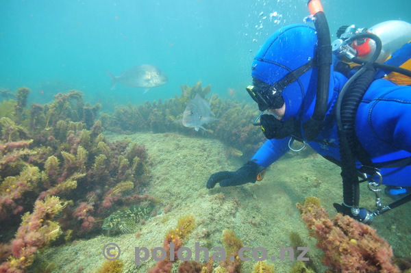 Diver and fish