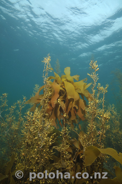 Brown kelp and seaweeds