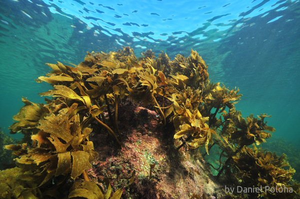 Kelp on rock in clear water