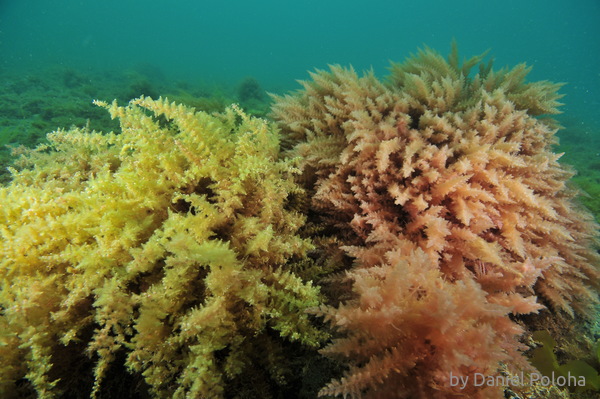 Seaweeds swirl